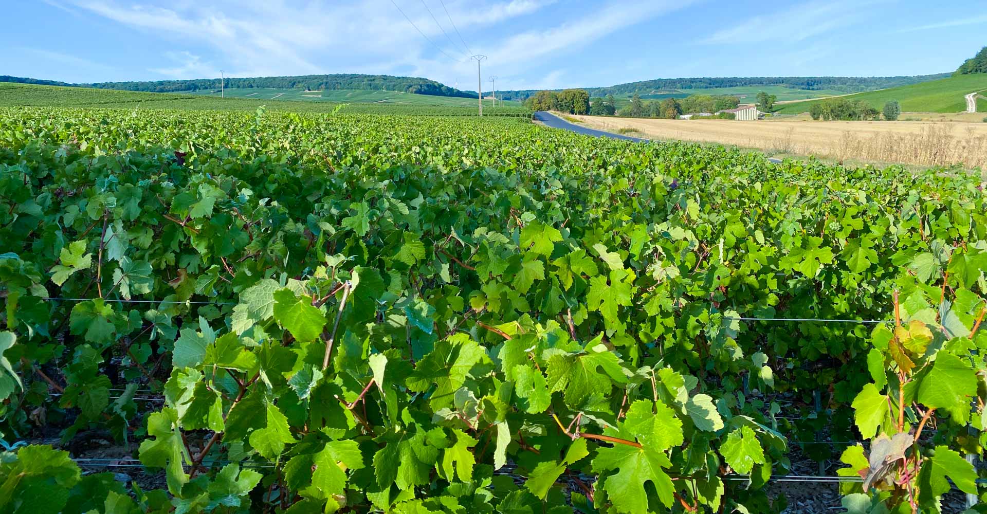 Kde se dělá champagne